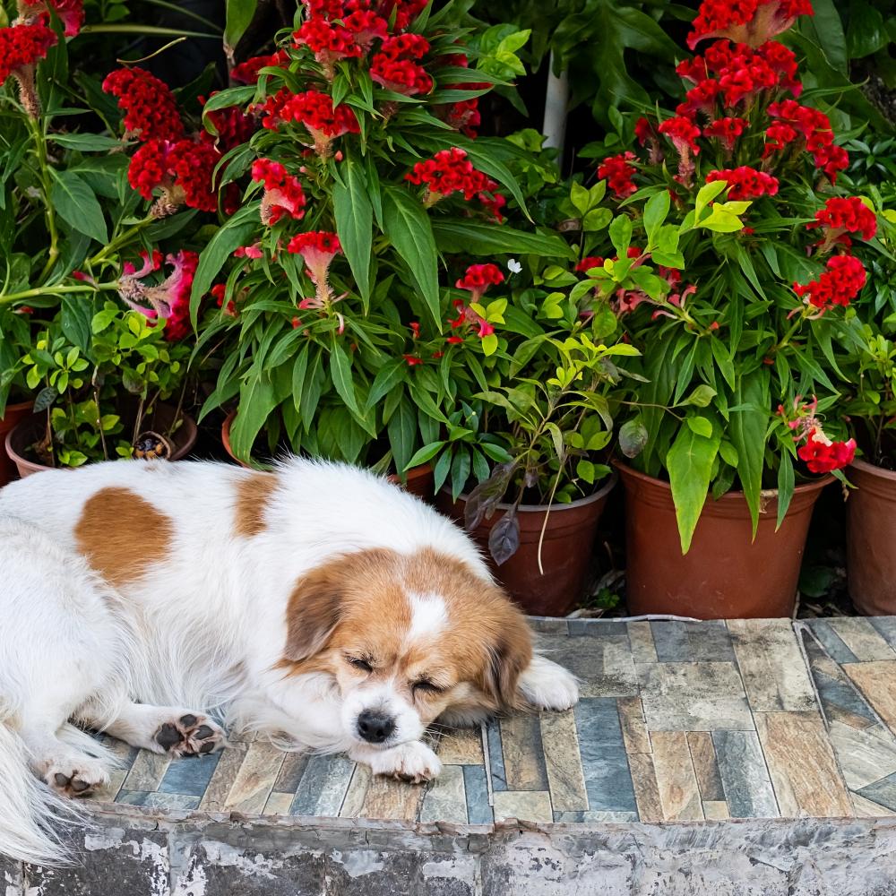 Little dog sleeping on flowery backyard.