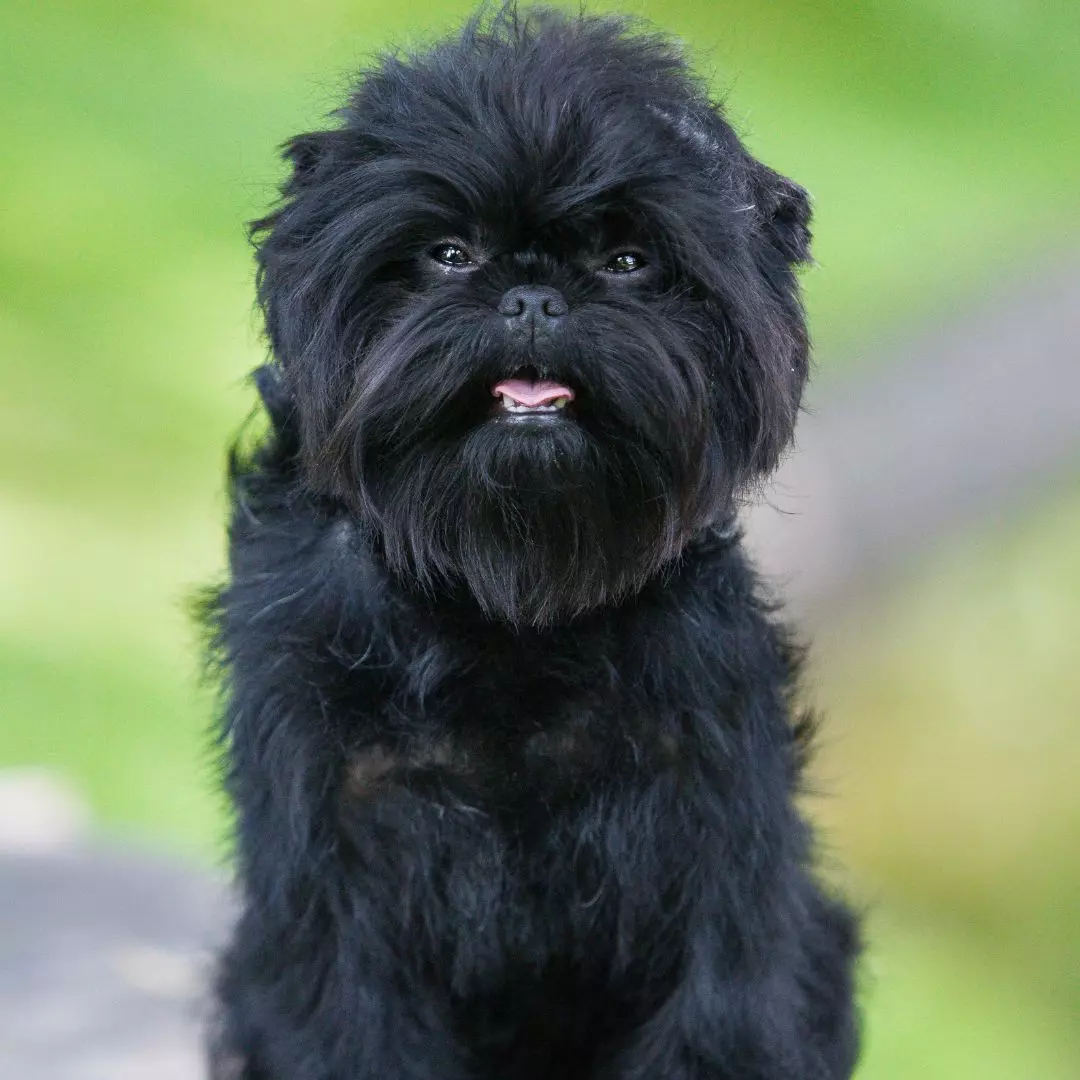 Affenpinscher dog