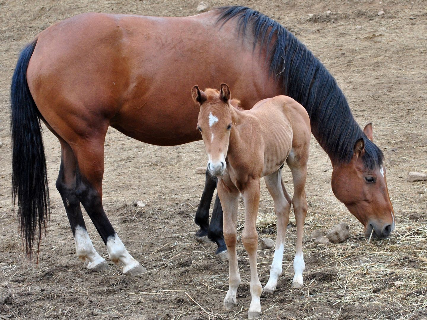 Selvita Equine Horse and Baby horse feeding