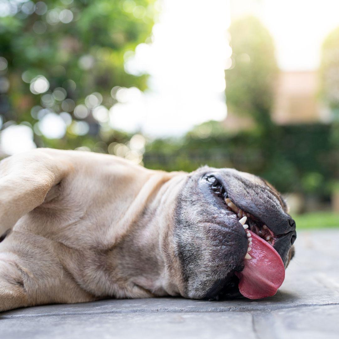 Pug collapsed outdoors