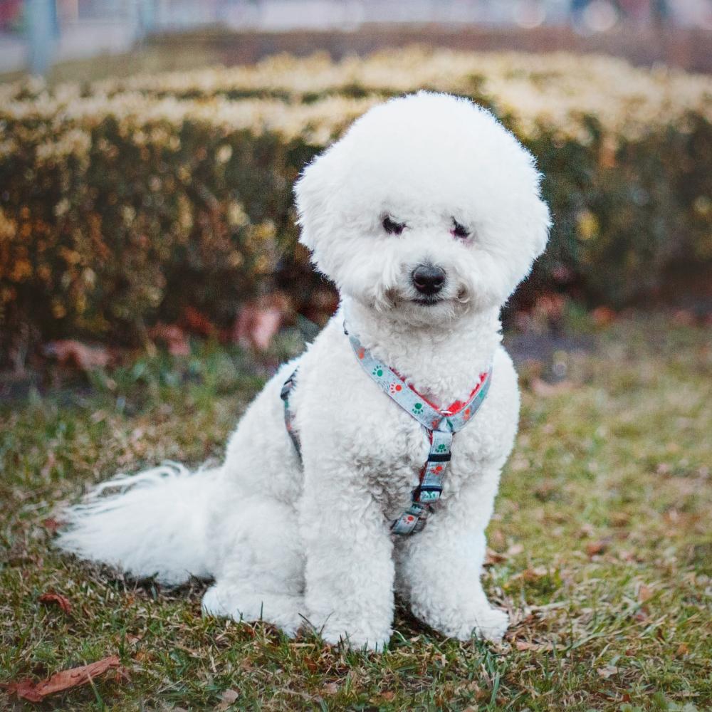 Close-up portrait of a Bichon Frise dog