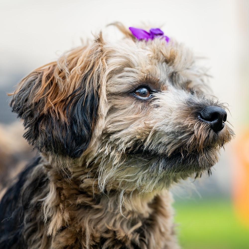 Havanese female