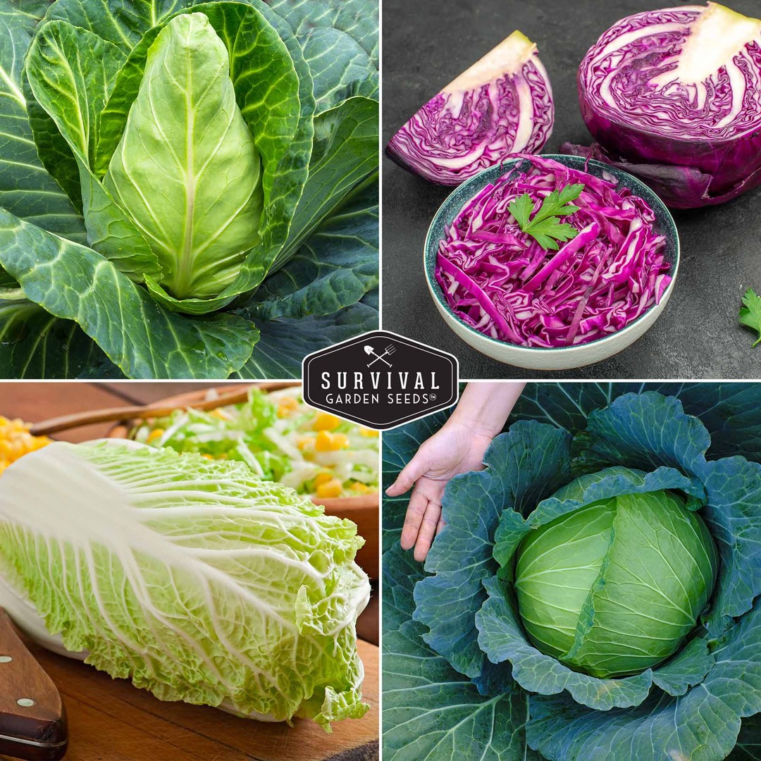 4 varieties of heirloom cabbage