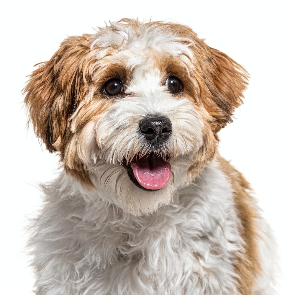 Havanese puppy