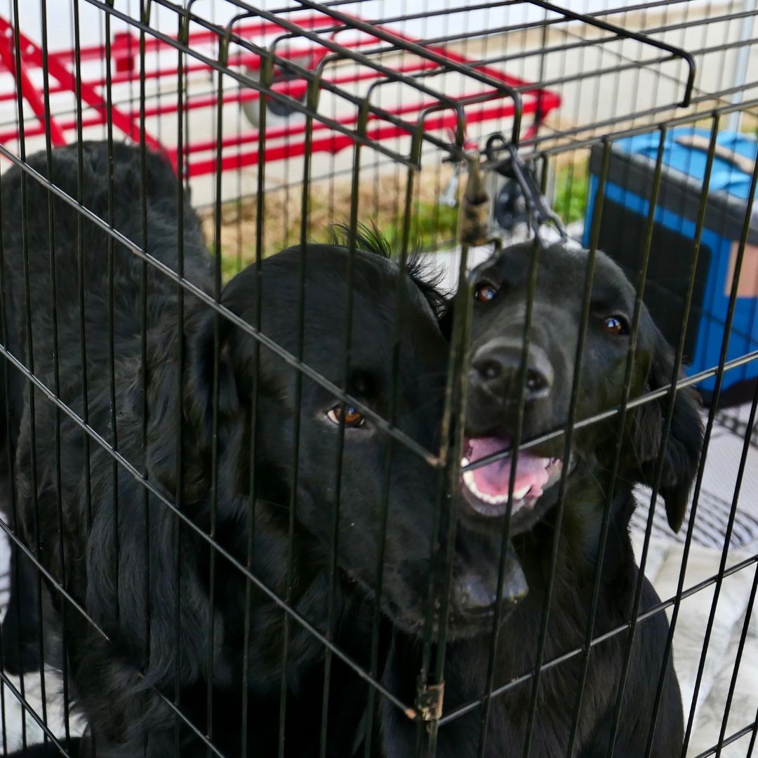 Two dogs in metal crate