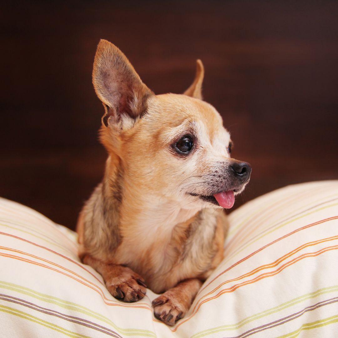 Cute and calm chihuahua on a pillow