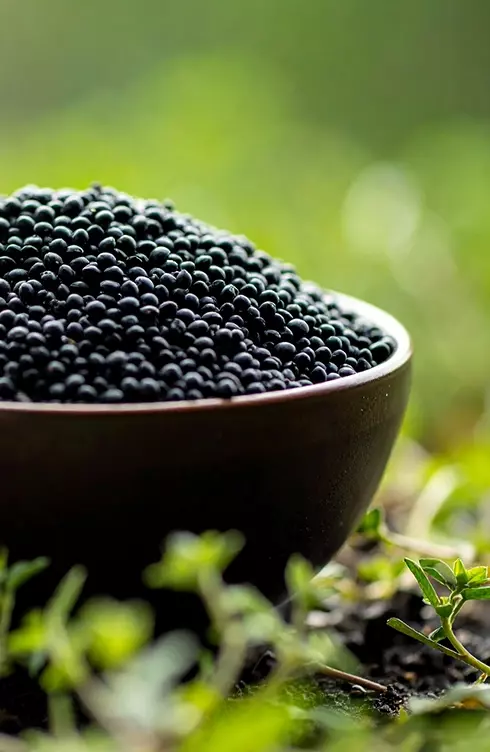 ‘Black Gold’ - Black Gram Lentil 2