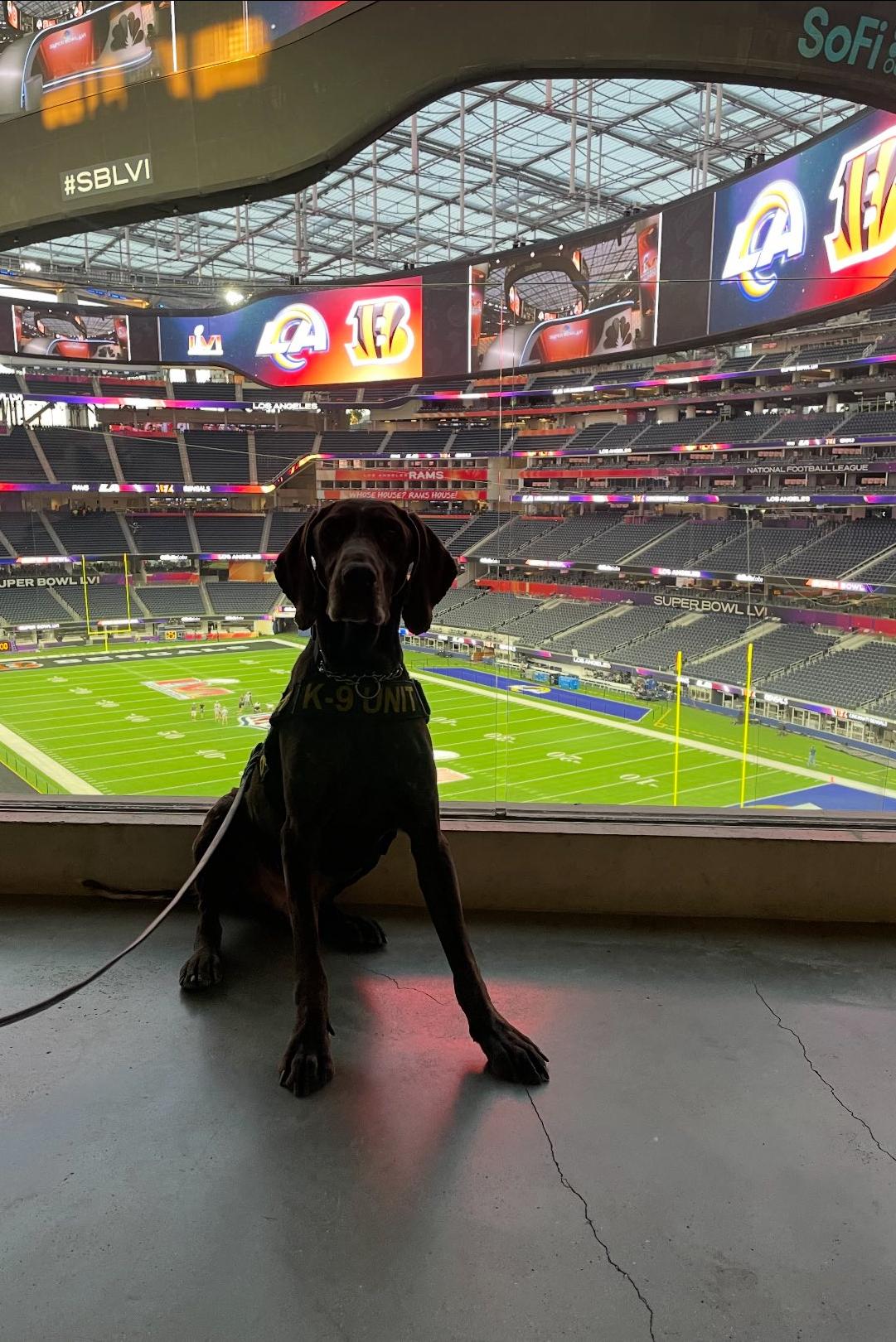 k9 chico