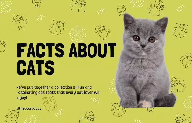 facts about cats