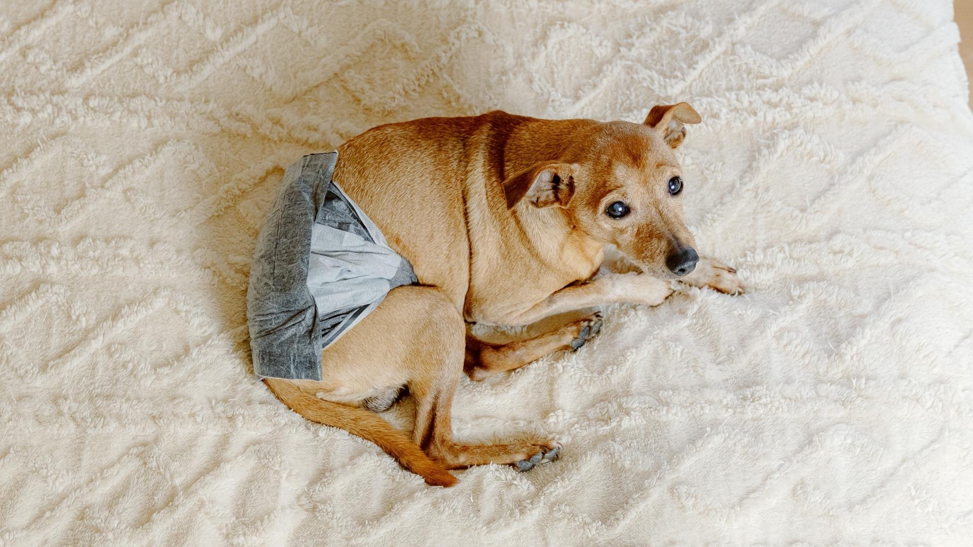 A sad dog in a diaper is resting on a bed with a warm blanket.