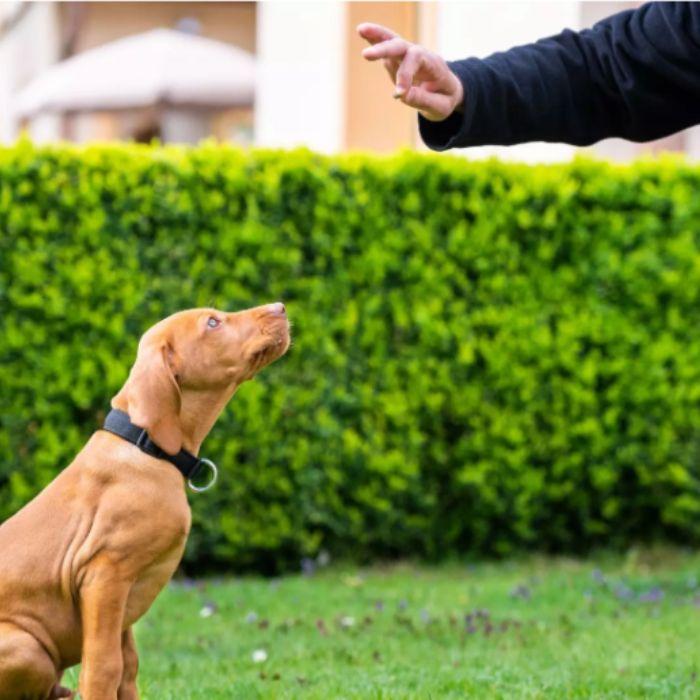 A dog is getting training