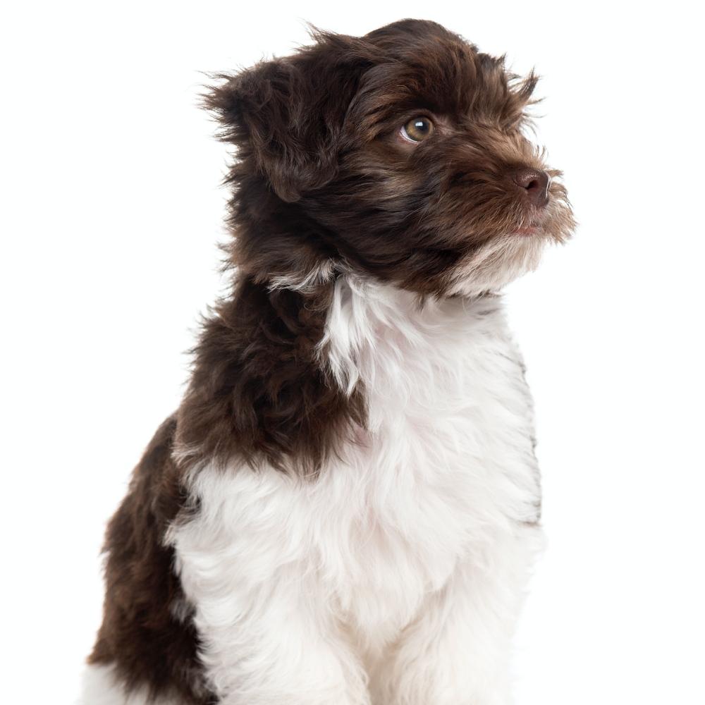 Havanese puppy sitting, isolated on white