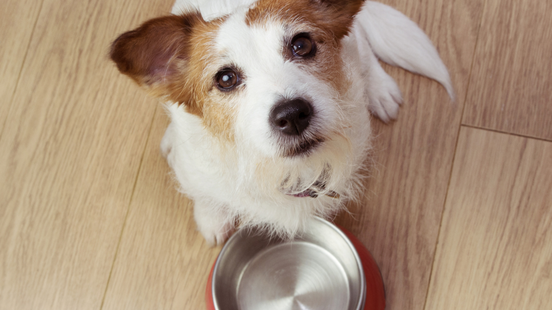 hrana za pse sa osjetljivom probavom