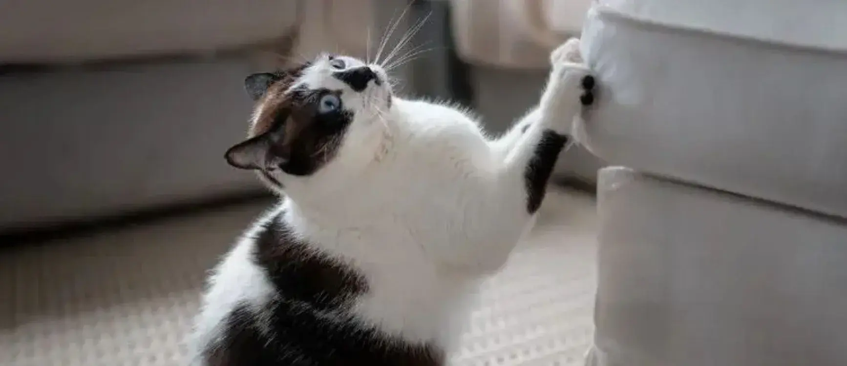 A cat attempting to scratch a couch, with its front paws raised and claws extended.