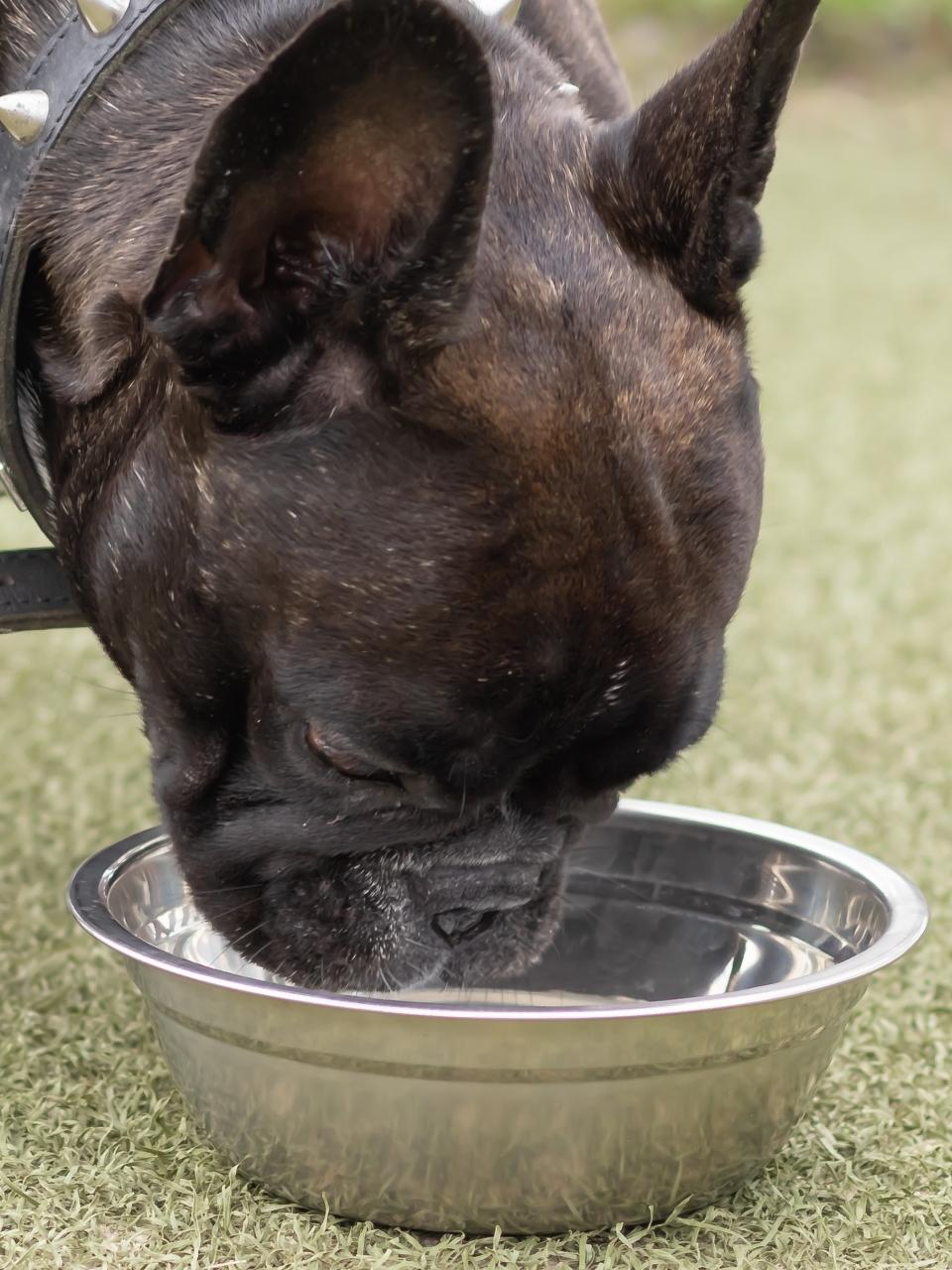 black French bulldog on a walk in the park drinking water from a bowl Pet care.