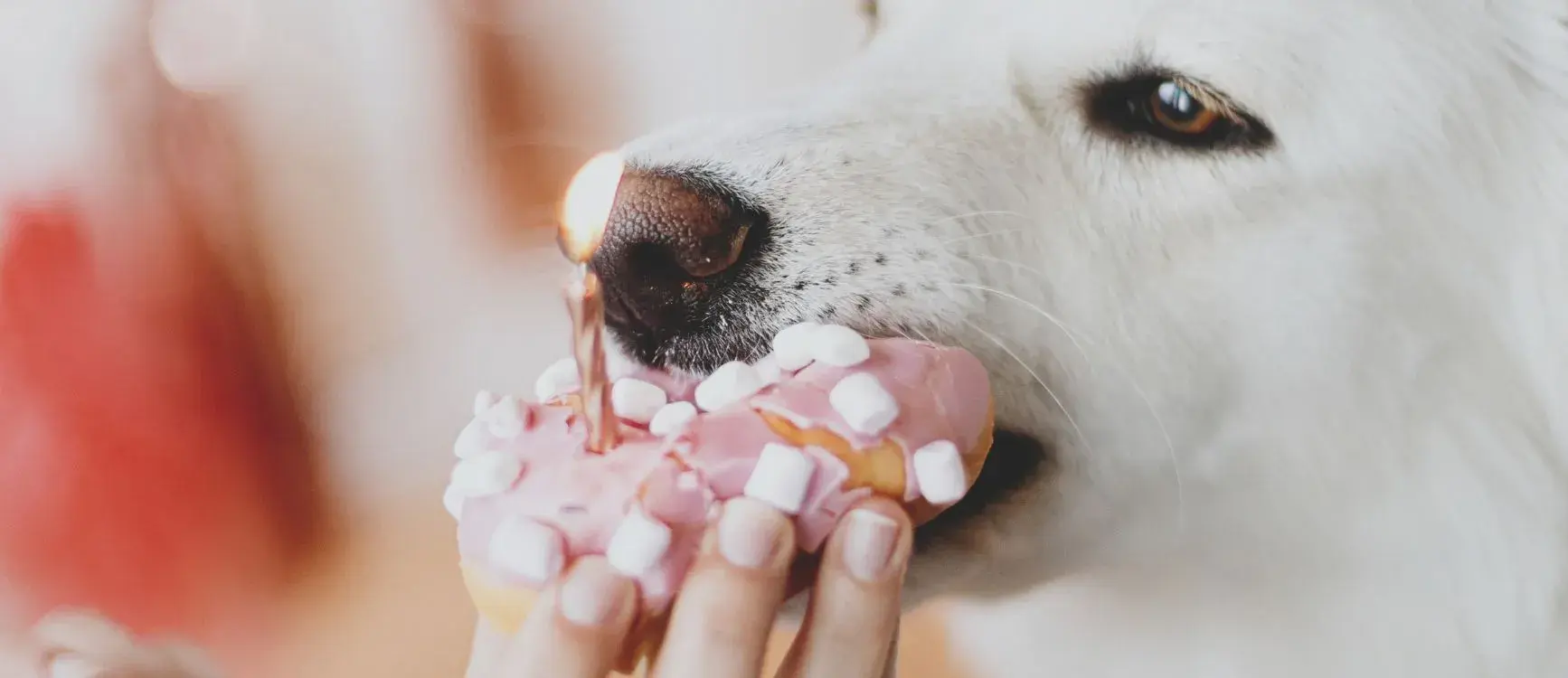 white dog eating cake