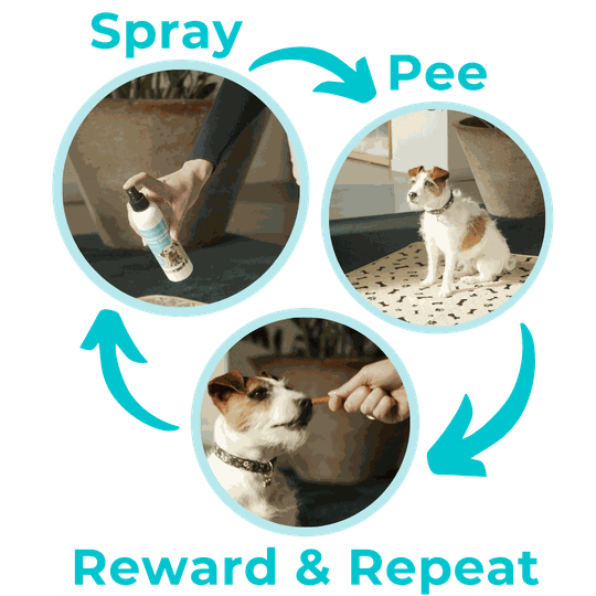 Housebreaking Training Spray Potty Buddy™
