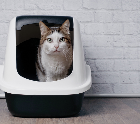 Covered litter box that is dog proof
