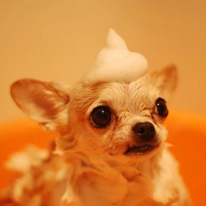 Dog with shampoo dollop on head