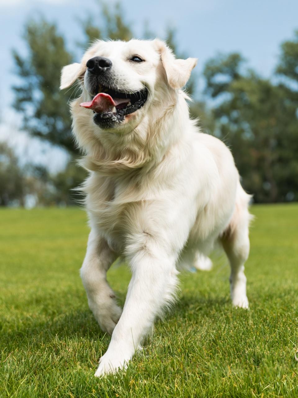 golden retriever in the park