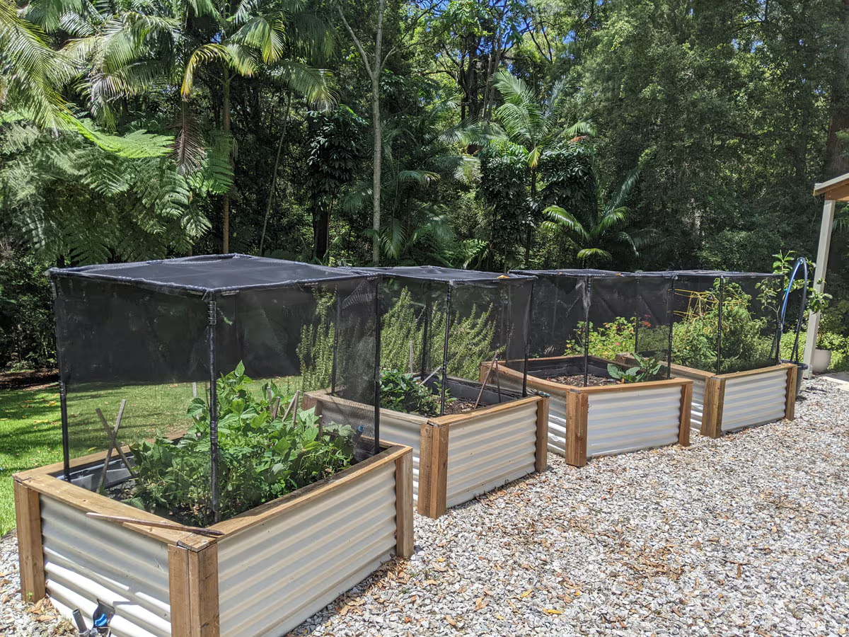 Garden beds protected with PestFree Covers in a backyard vegetable garden.