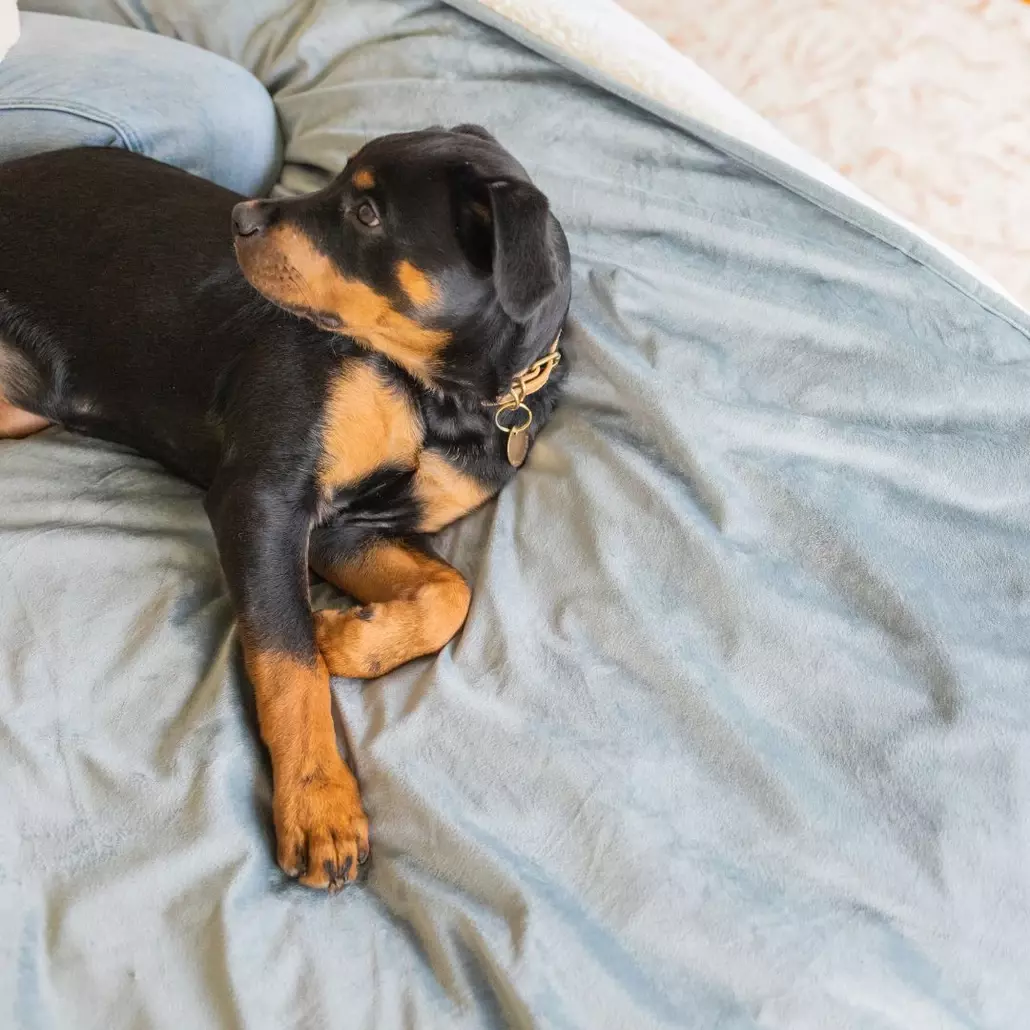 A black puppy laying on a waterproof blanket