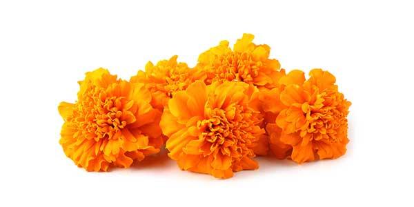 Marigold