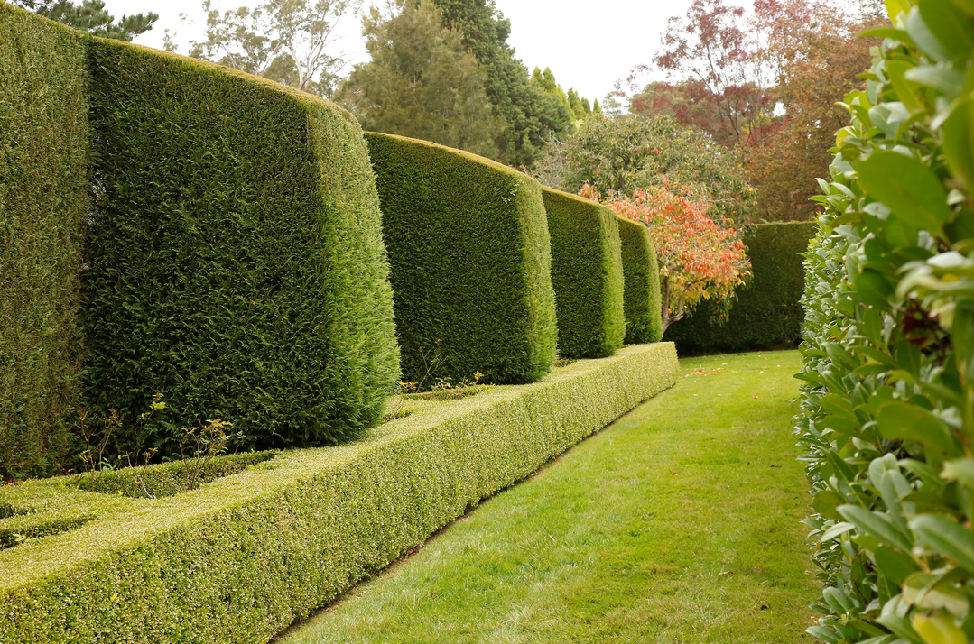 Top 10 Hedges for Privacy in Australia . — Aussie Gardener