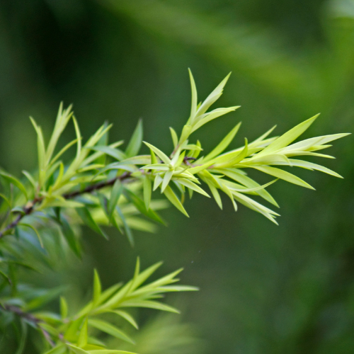 MH tea tree essential oil