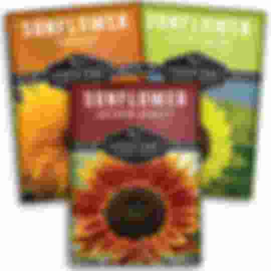 3 packets of decorative sunflower seeds for planting