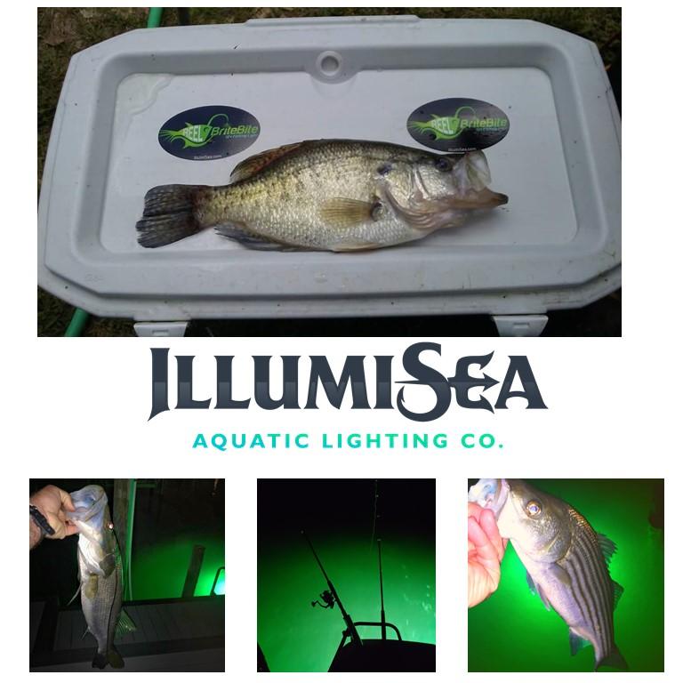 Fish Caught with Green LED fishing light