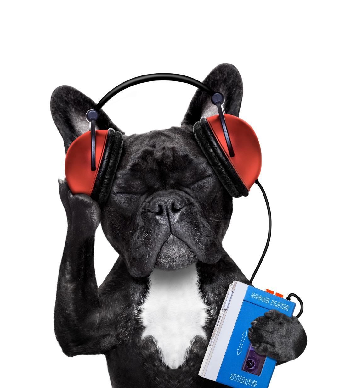 French bulldog dog listening to oldies with headphones from a retro cassette tape recorder, relaxing
