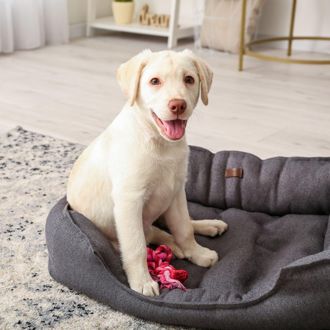 Cute Labrador Puppy on Pet Bed at Home