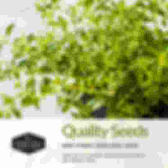 Quality, non-hybrid heirloom herb seeds with proven germination rates