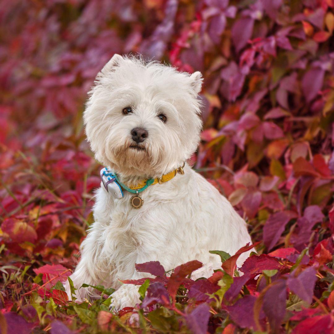 White west highland terrier wearing name tag and tracker on the collar