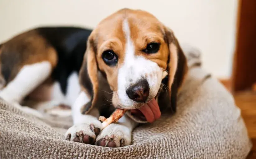 A beagle dog happily chewing on a bone, showcasing its playful nature during a grooming session.
