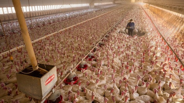 Chickens Packed Together Chicken Feedlot