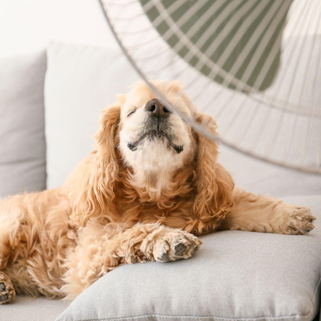 Happy dog in front of fan