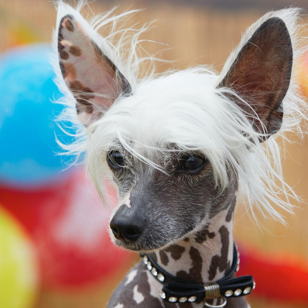 Portrait of chinese crested dog