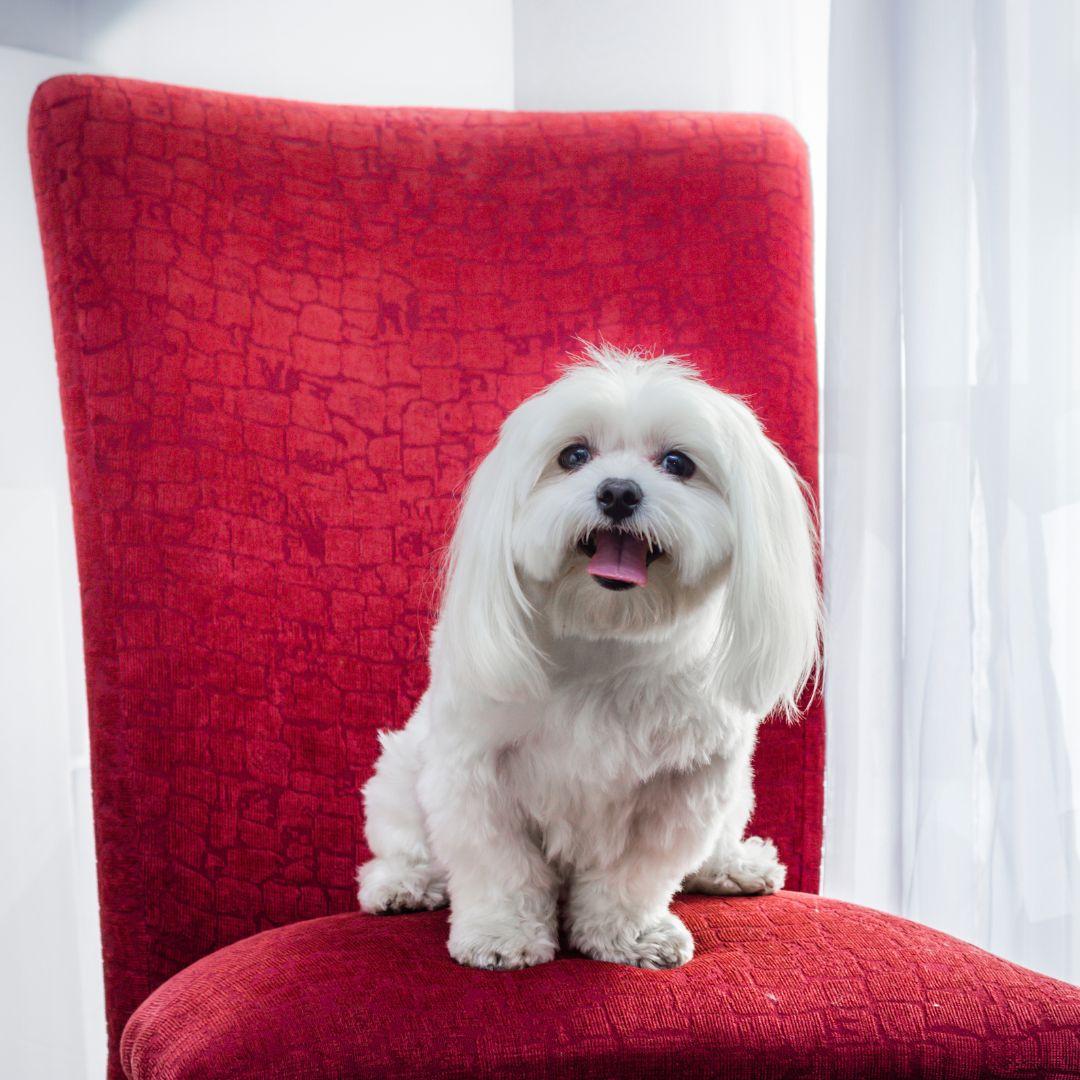 Maltese sitting on a red chair