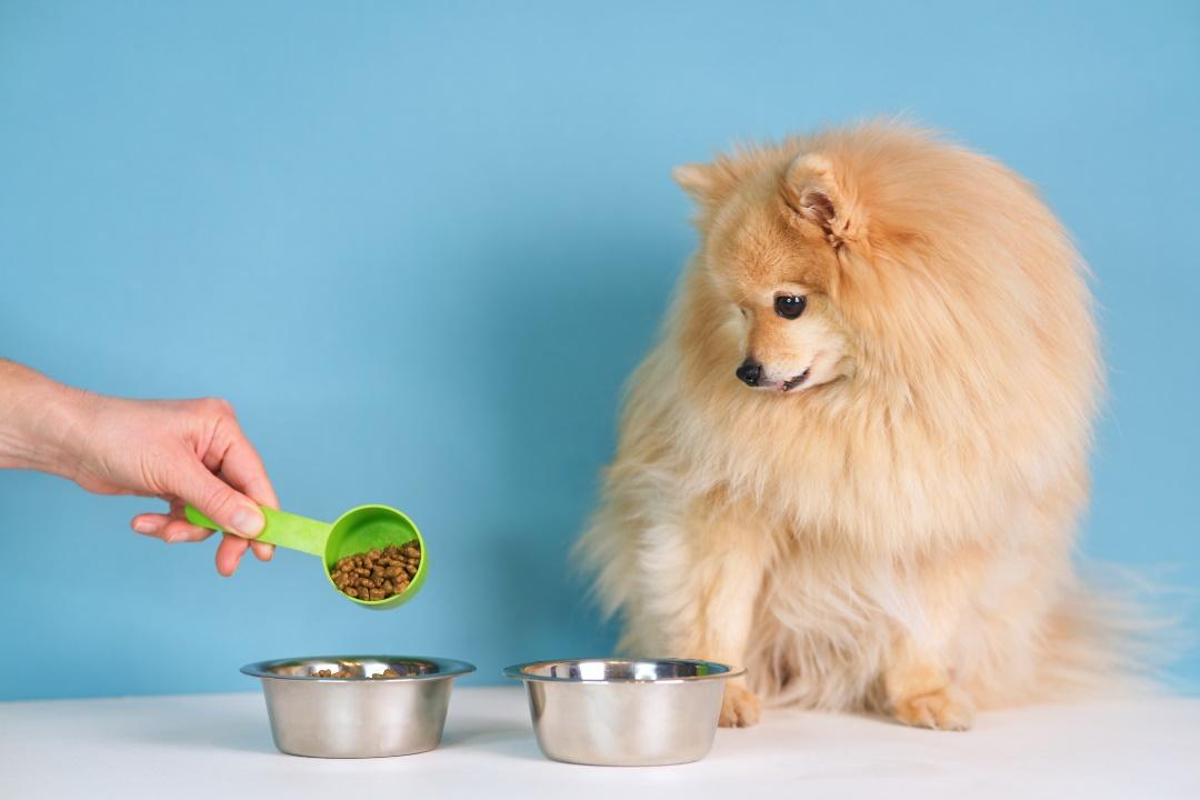 person is feeding a beautiful adorable Pomeranian Spitz dog