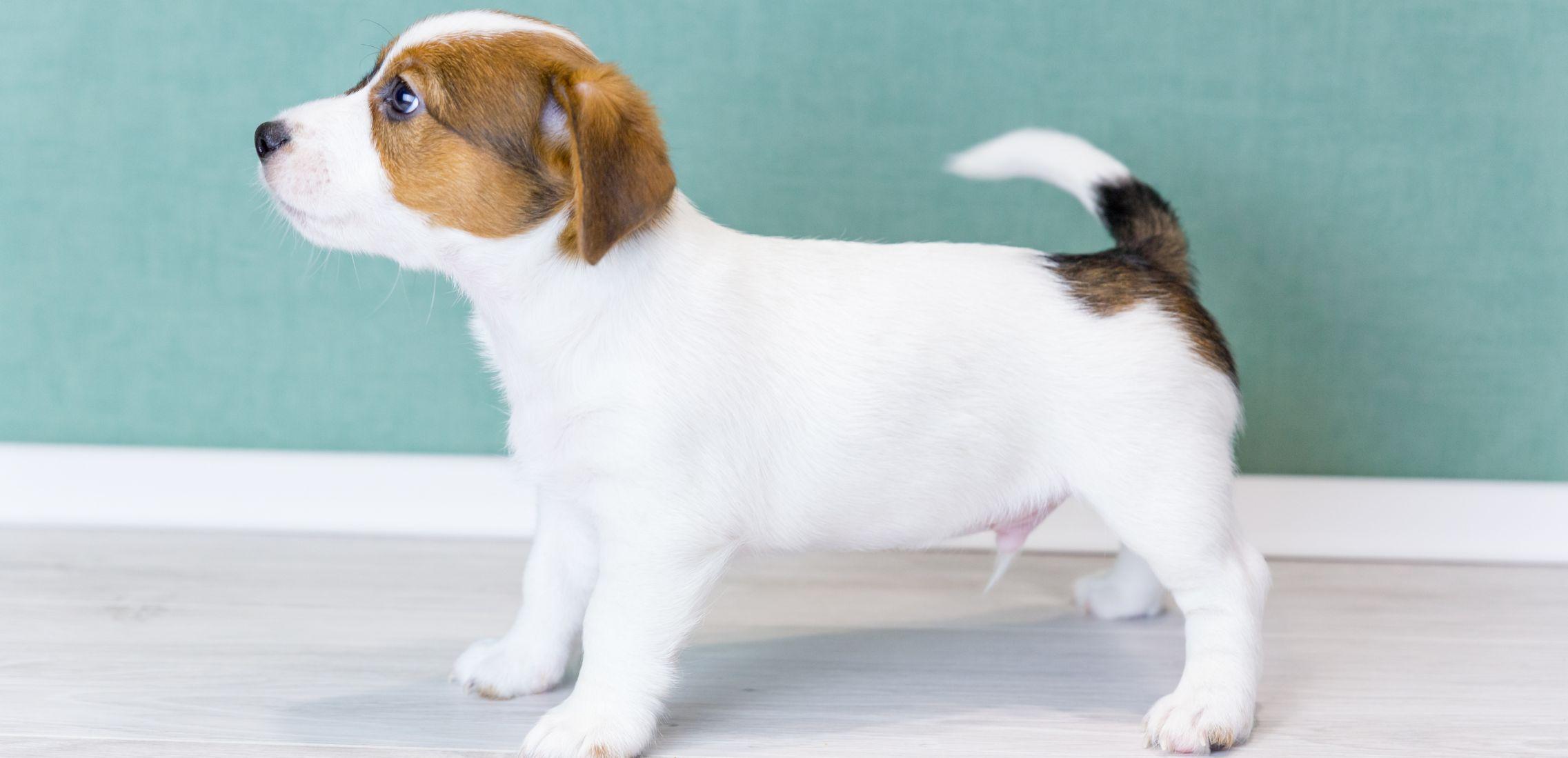 A beautiful white Jack Russell puppy with stands sideways in a rack, looks forward, wags its tail