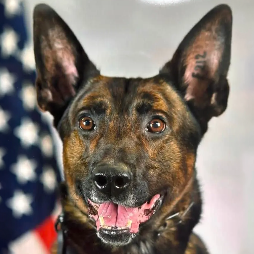 MWD Archer