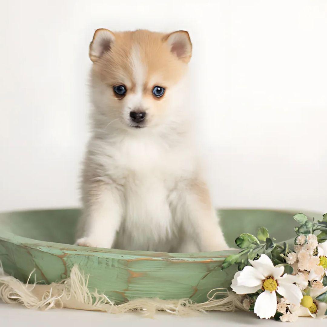 Cute little pomsky puppy