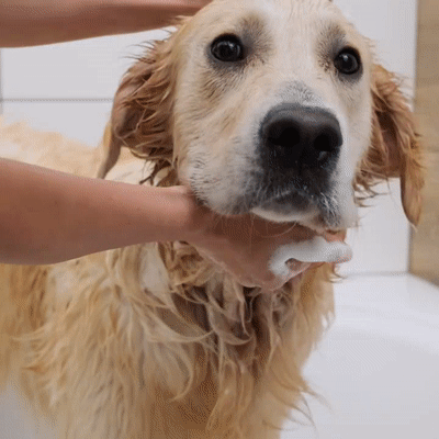 Nanesi šampon na psa