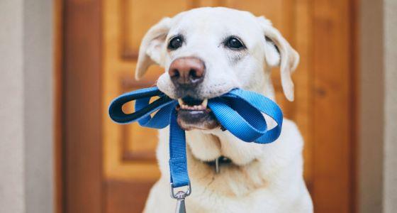 Dog with leash