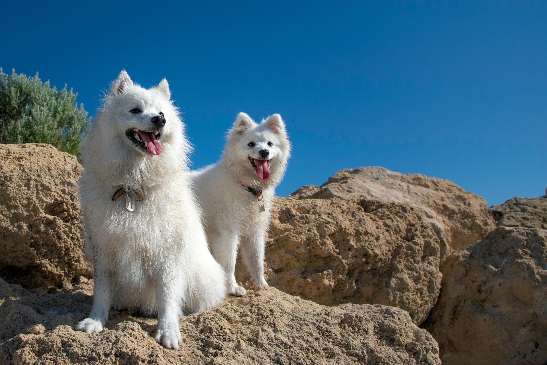 Two Japanese Spitz dogs sitting on rocks