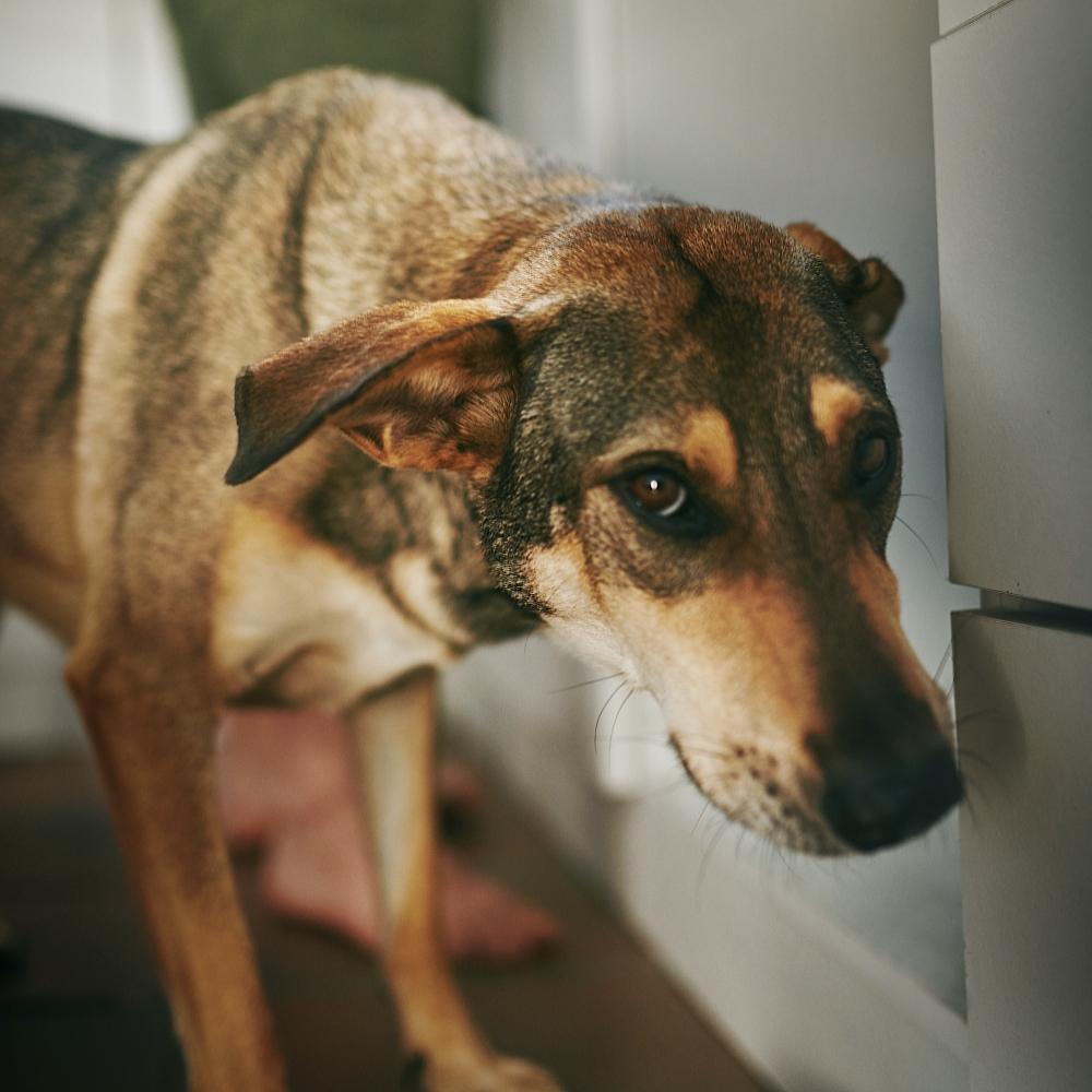 Sad dog face