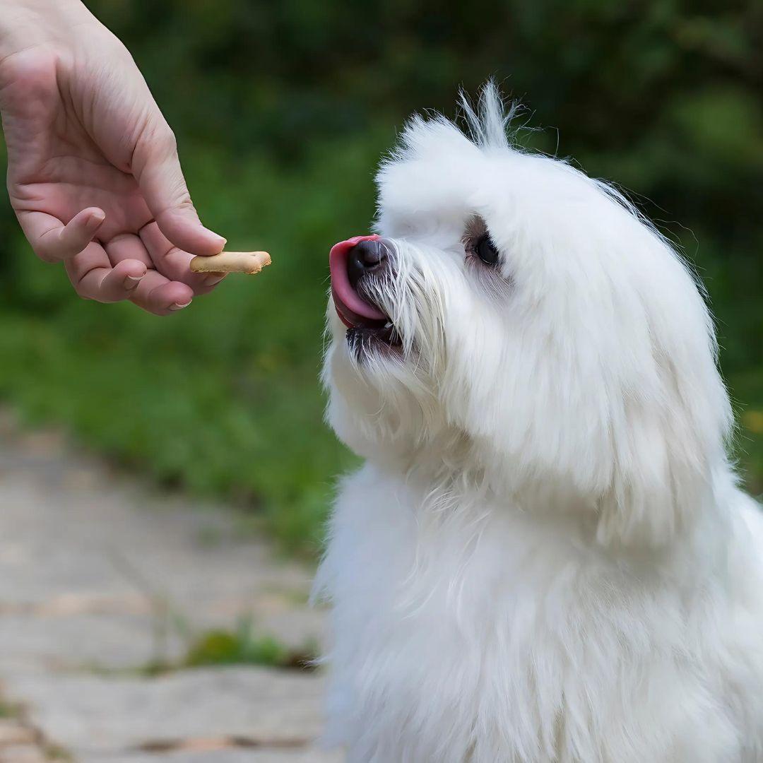 A cute puppy getting a treat