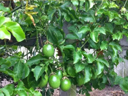 NGI UGF6in1 Green Fruits